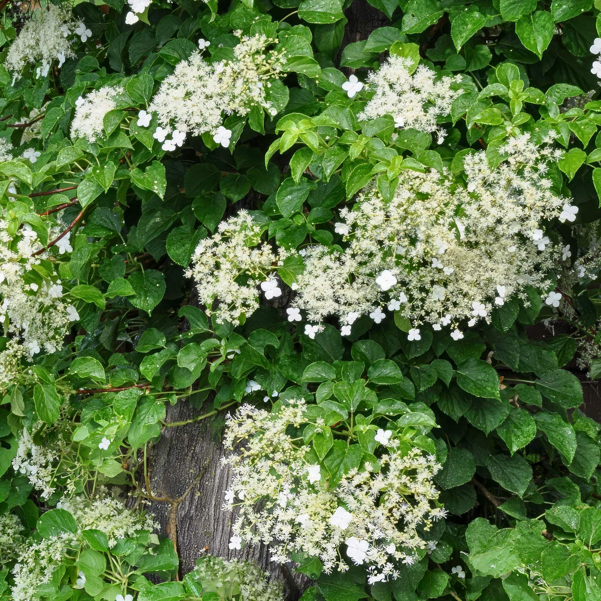 Hydrangea seemannii. White Hydrangea flower clusters with green leaves growing over a weathered wooden post outdoors.