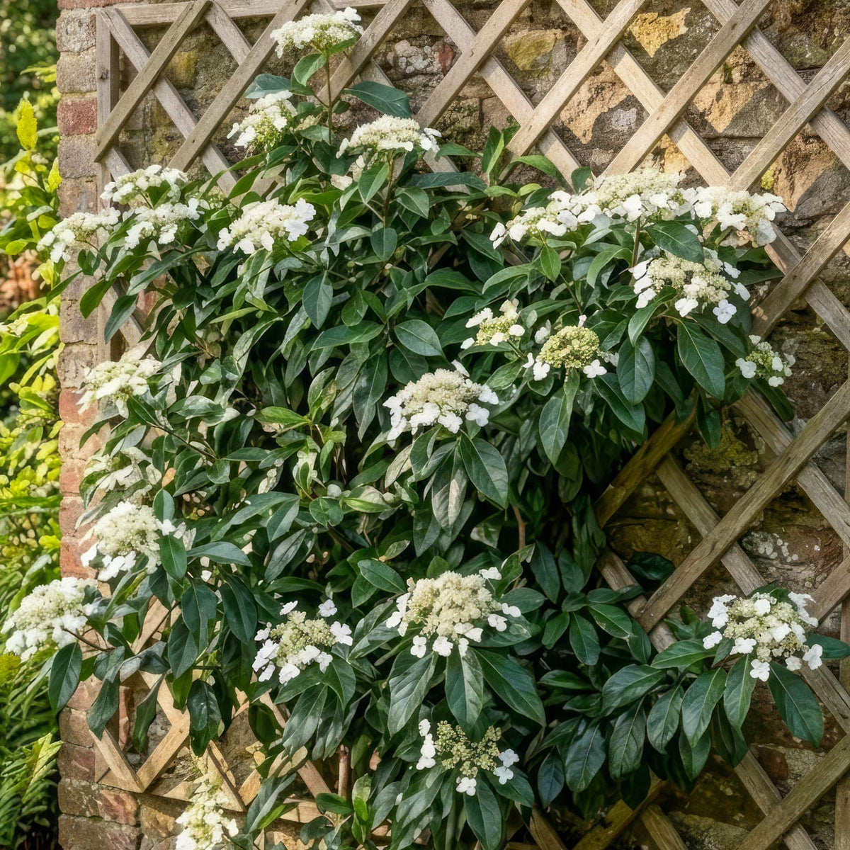 Hydrangea seemannii. A leafy green Hydrangea with clusters of small white flowers growing against a wooden lattice trellis and stone wall in a garden setting.
