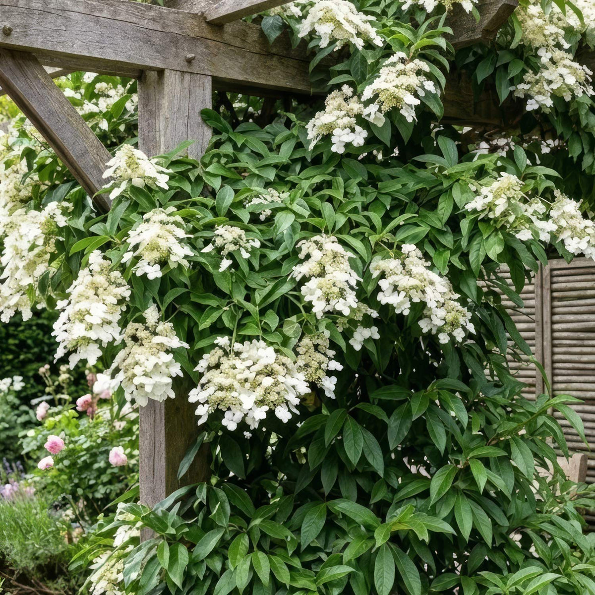 Hydrangea seemannii. A climbing Hydrangea with dense clusters of small white flowers and glossy green leaves.
