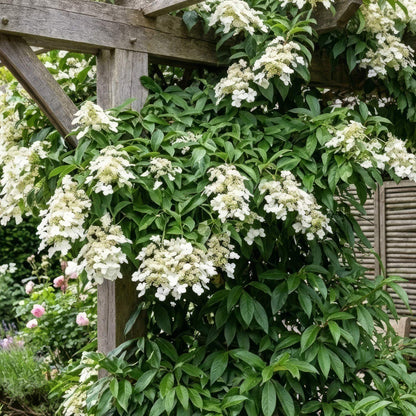 Hydrangea seemannii. A climbing Hydrangea with dense clusters of small white flowers and glossy green leaves.