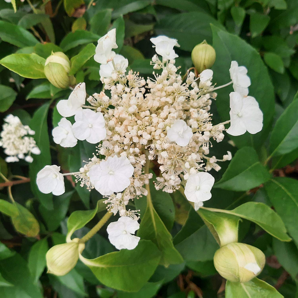 Hydrangea seemannii. A close-up of a hydrangea flower cluster with white blooms and green leaves.
