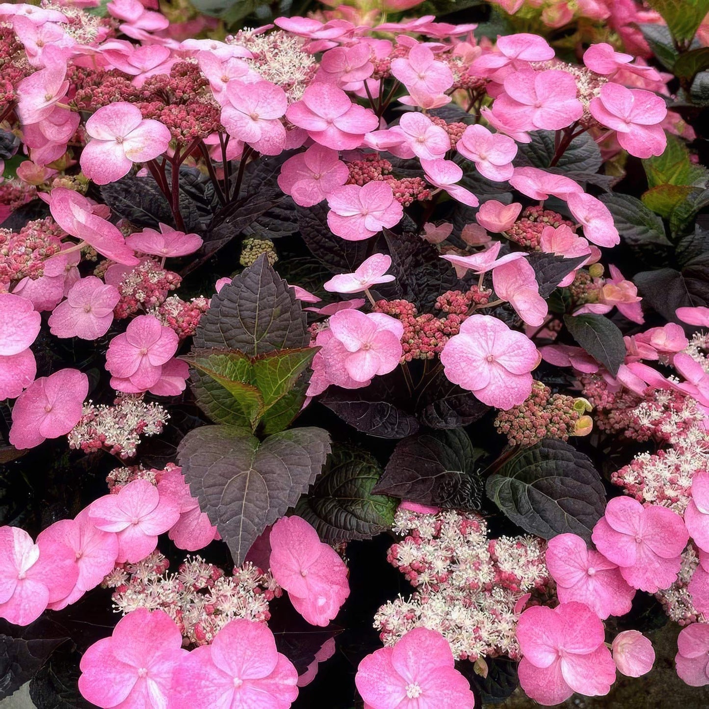 Hydrangea 'Daredevil'