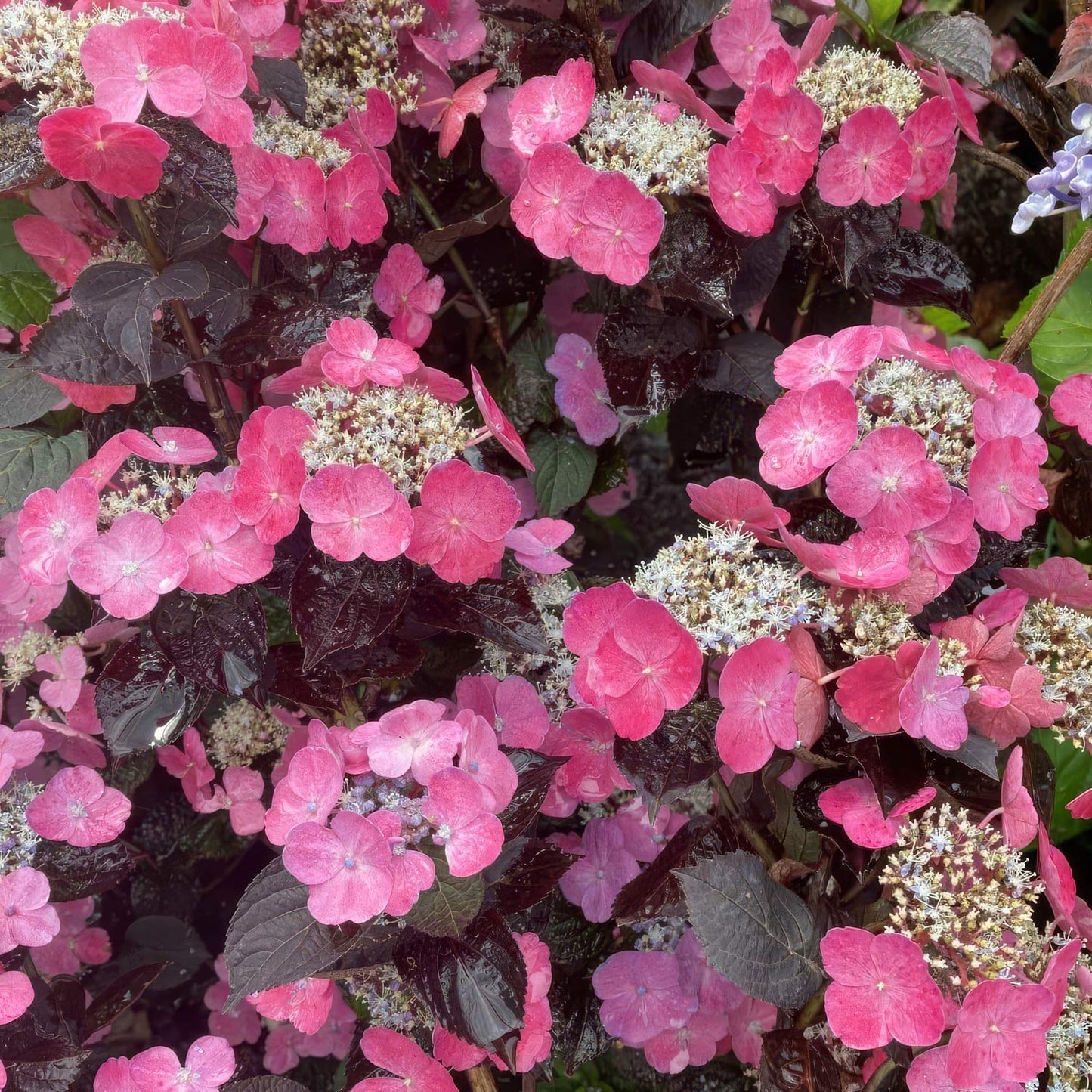 Hydrangea 'Daredevil'