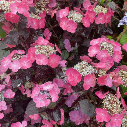 Hydrangea 'Daredevil'