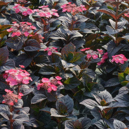 Hydrangea 'Daredevil'