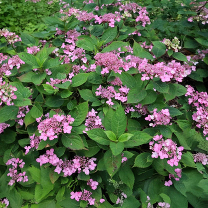 Hydrangea serrata 'Magic Pillow'