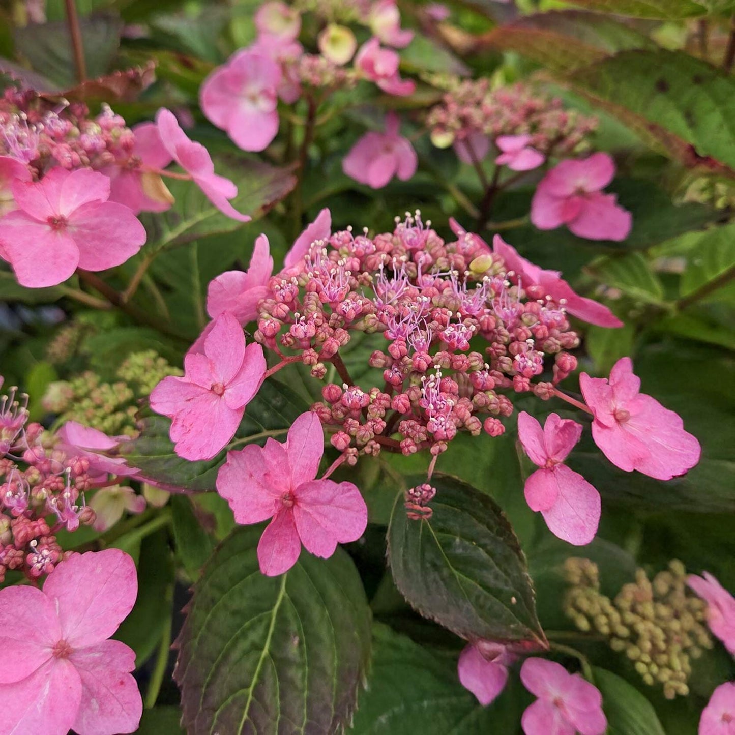 Hydrangea serrata 'Magic Pillow'
