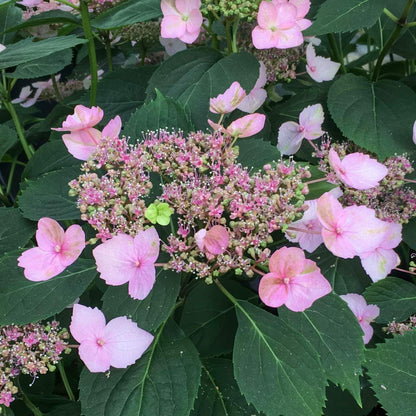 Hydrangea serrata 'Magic Pillow'