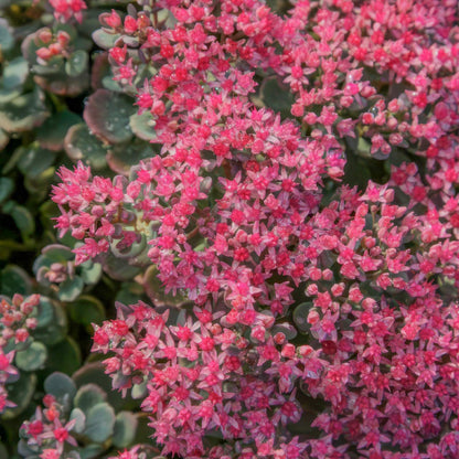 Hylotelephium cauticola 'Rocky' (Sedum 'Rocky'). Close-up of pink succulent flowers with green leaves