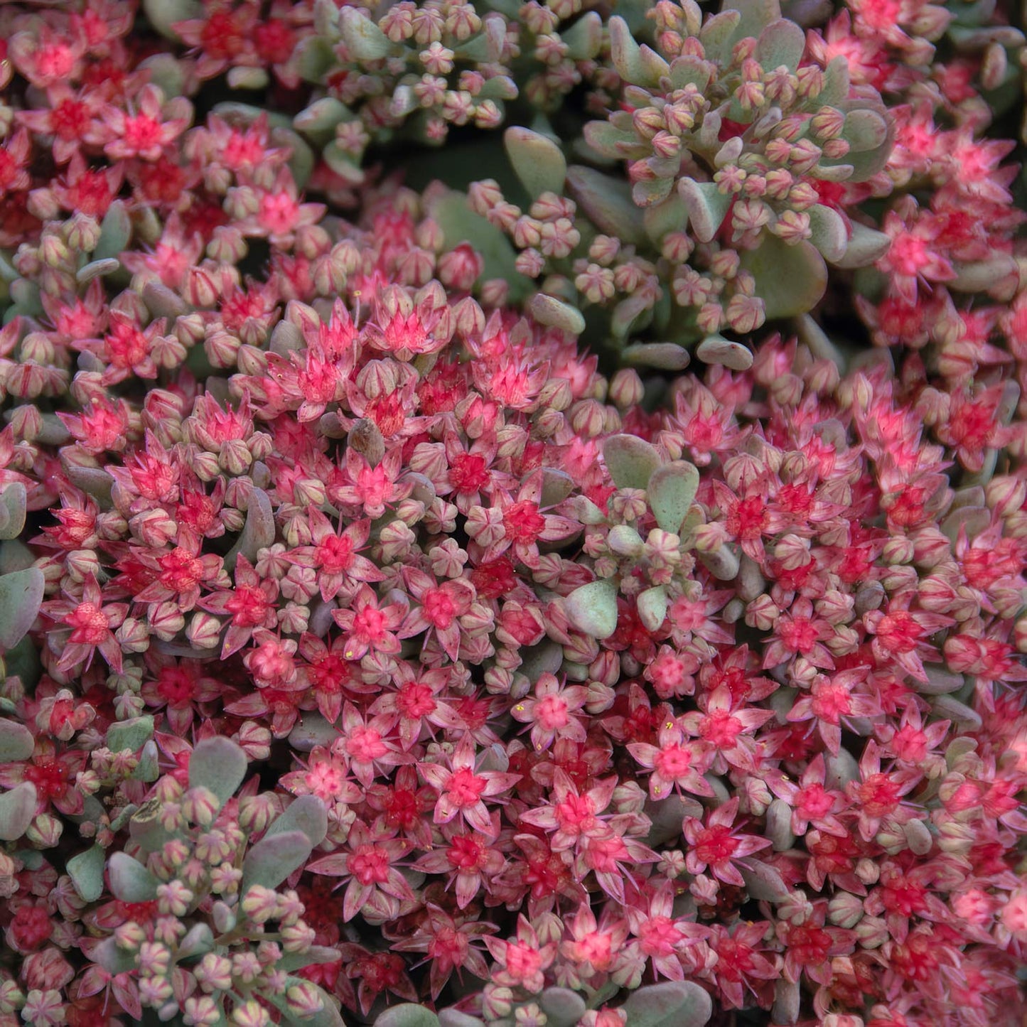 Hylotelephium cauticola 'Rocky' (Sedum 'Rocky'). Close-up of pink and green succulent plants