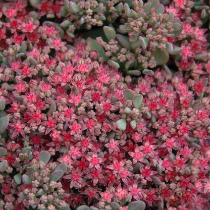 Hylotelephium cauticola 'Rocky' (Sedum 'Rocky'). Close-up of pink and green succulent plants