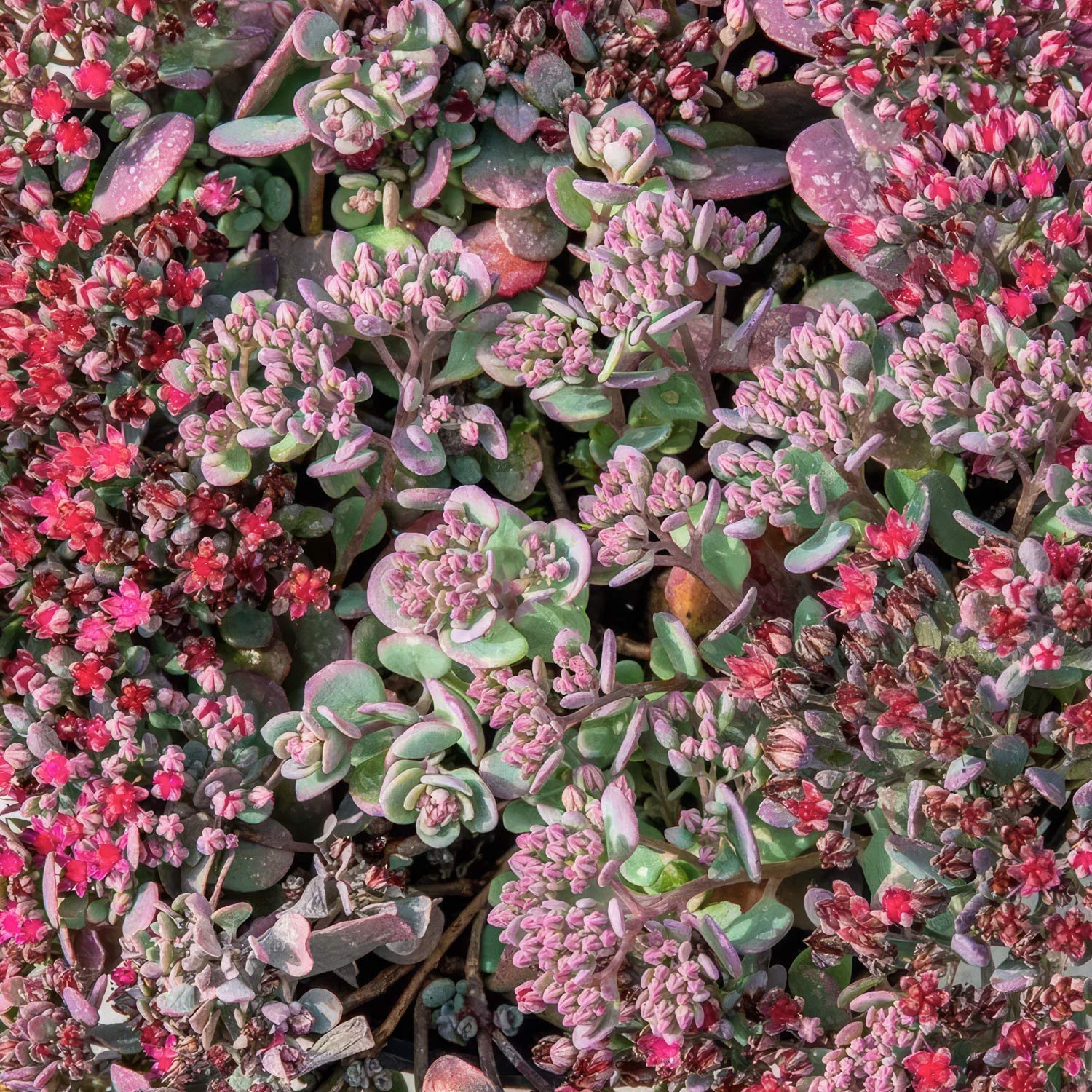 Hylotelephium cauticola 'Rocky' (Sedum 'Rocky').