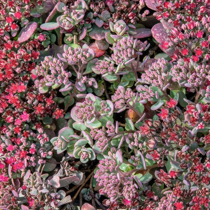 Hylotelephium cauticola 'Rocky' (Sedum 'Rocky').