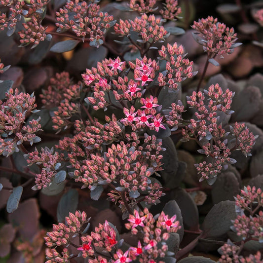 Hylotelephium 'Dark Canyon' (Sedum)