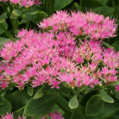 Hylotelephium spectabile. Close-up of pink Sedum flowers with green leaves