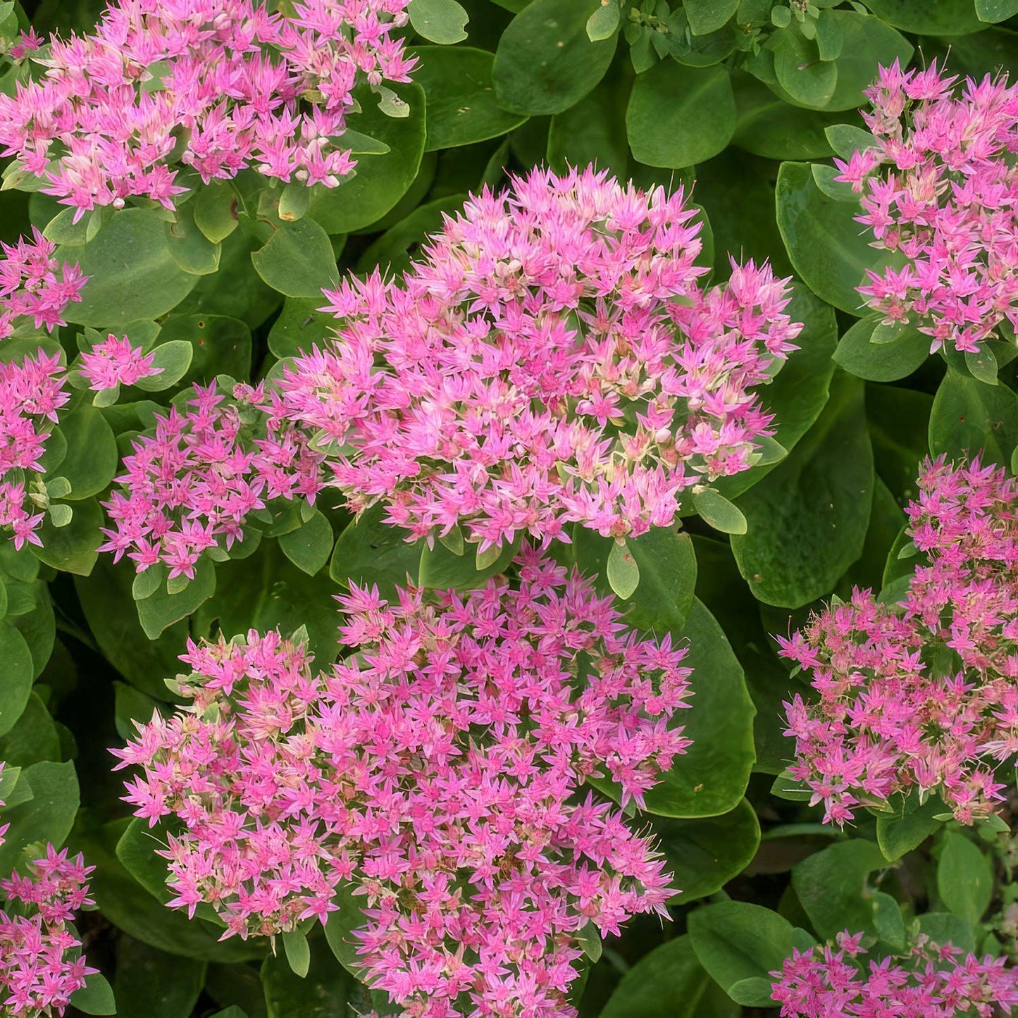 Hylotelephium spectabile. Pink Sedum flowers with green leaves in a natural setting
