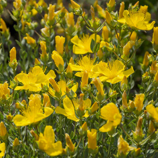 Hypericum olympicum 'Grandiflorum'