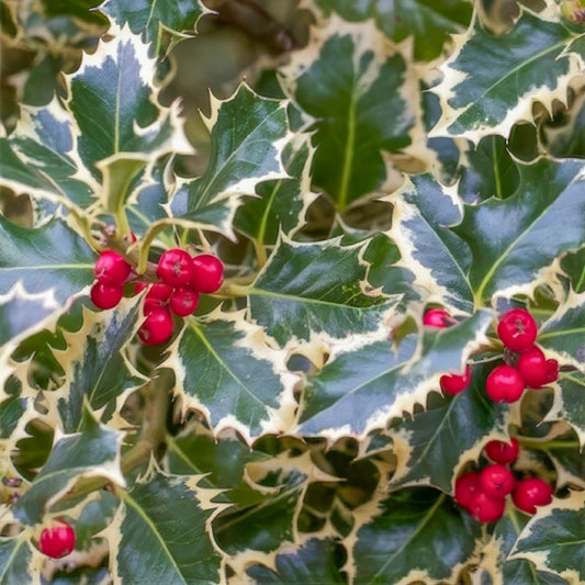 Ilex aquifolium 'Argentea Marginata'