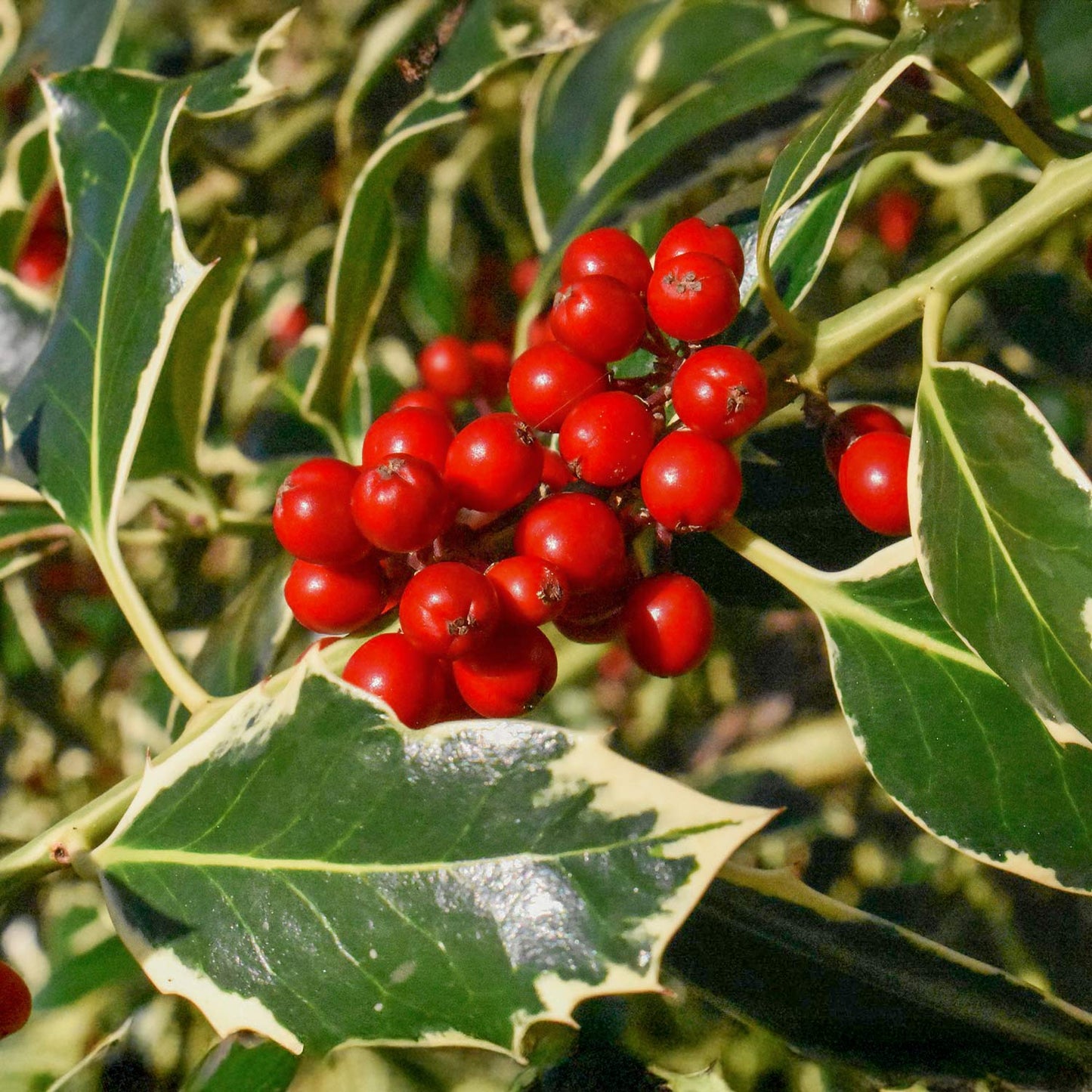 Ilex aquifolium 'Argentea Marginata'