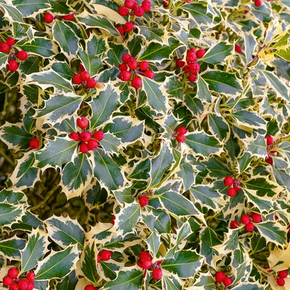 Ilex aquifolium 'Argentea Marginata'