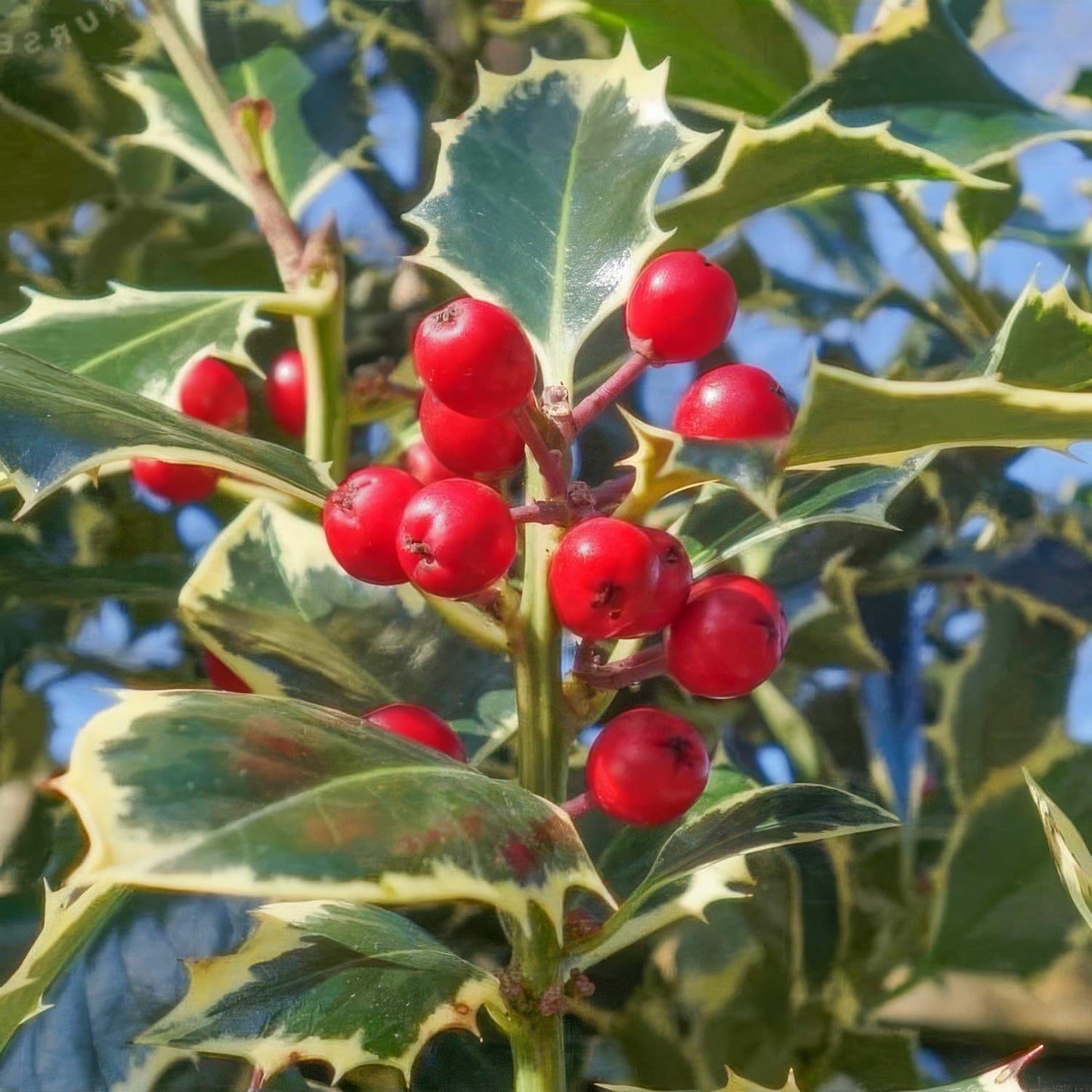 Ilex aquifolium 'Argentea Marginata'