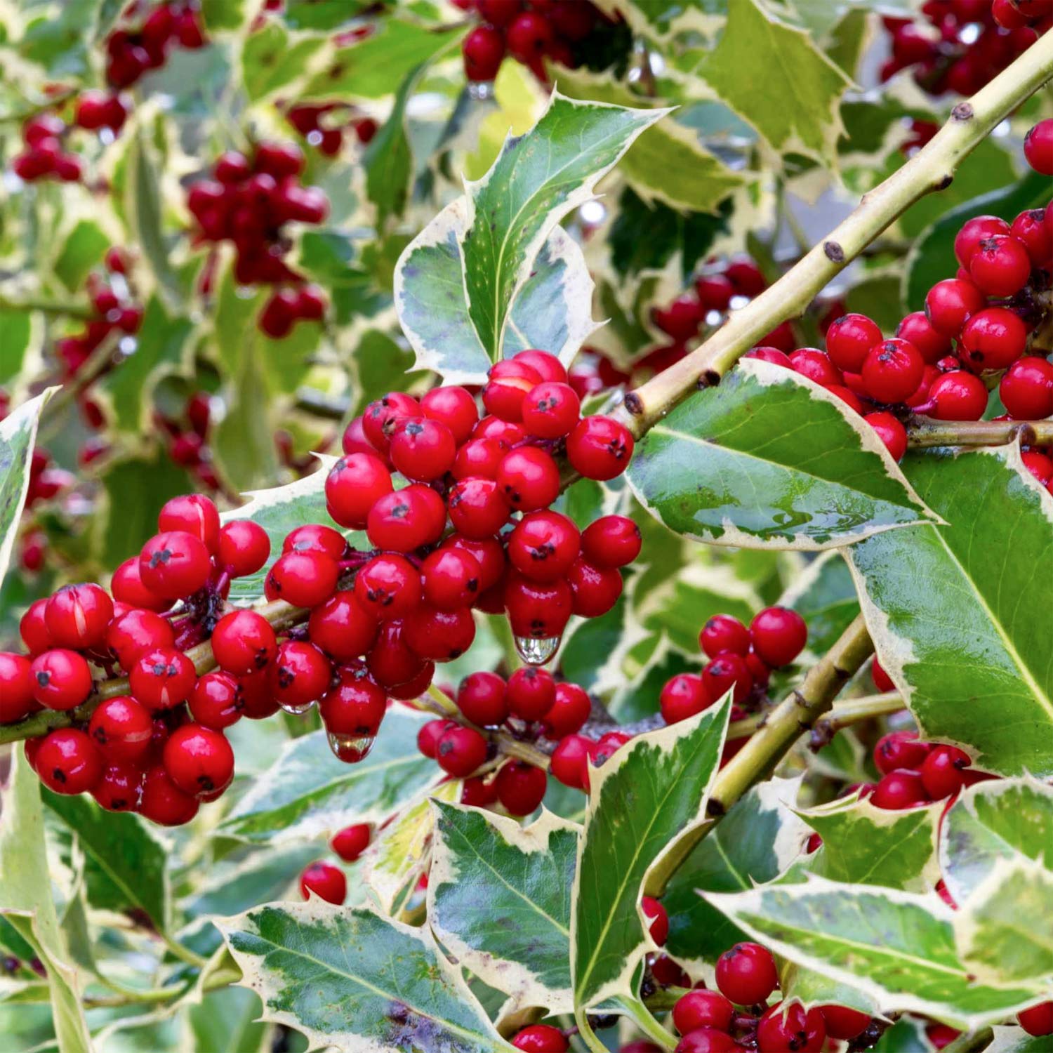 Ilex aquifolium 'Argentea Marginata'