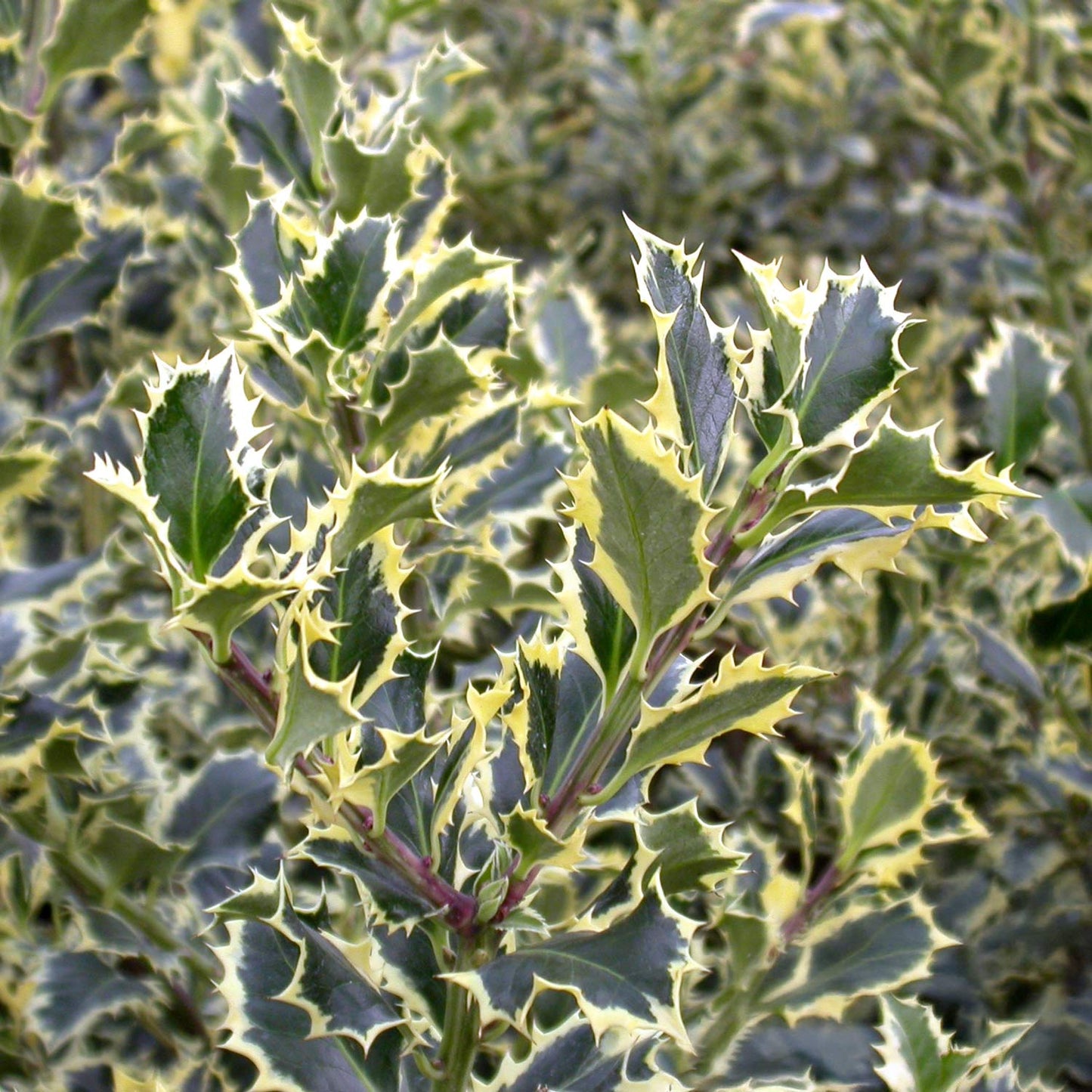 Ilex aquifolium 'Argentea Marginata'
