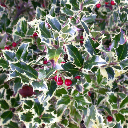 Ilex aquifolium 'Argentea Marginata'