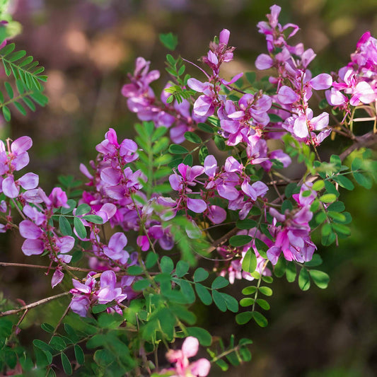 Indigofera himalayensis 'Silk Road'