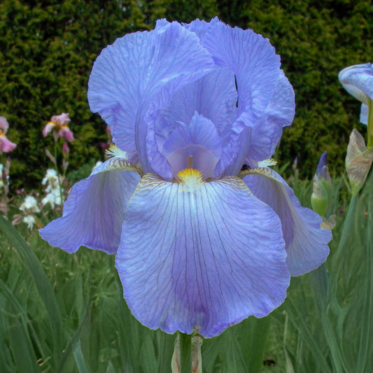 Iris 'Blue Rhythm'