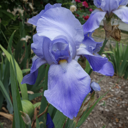 Iris 'Blue Rhythm'
