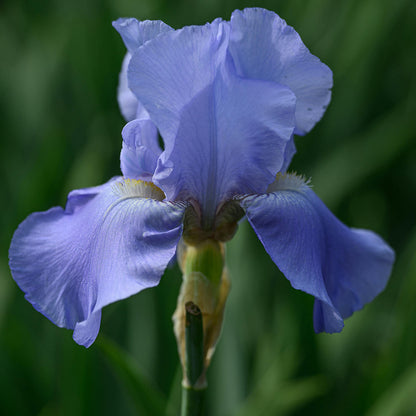 Iris 'Blue Rhythm'