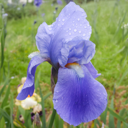 Iris 'Blue Rhythm'