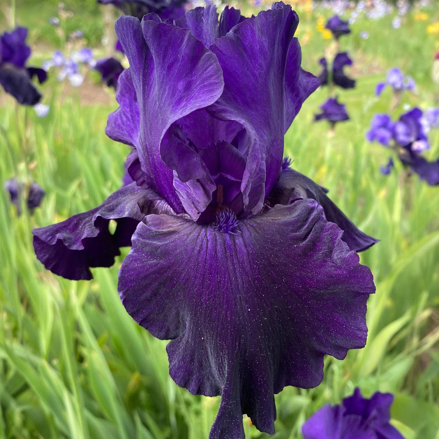 Iris 'Draco'