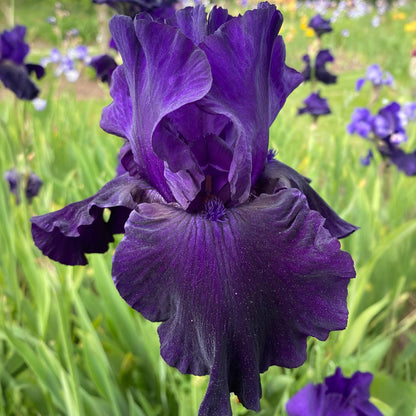Iris 'Draco'