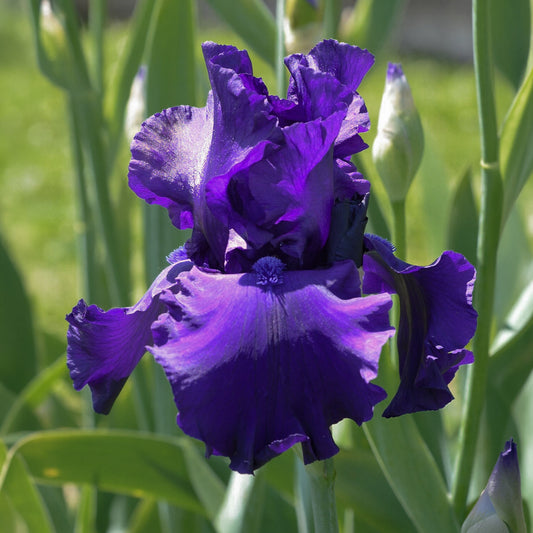 Iris 'Dusky Challenger'