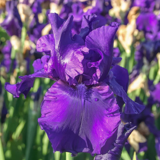 Iris 'Dusky Challenger'