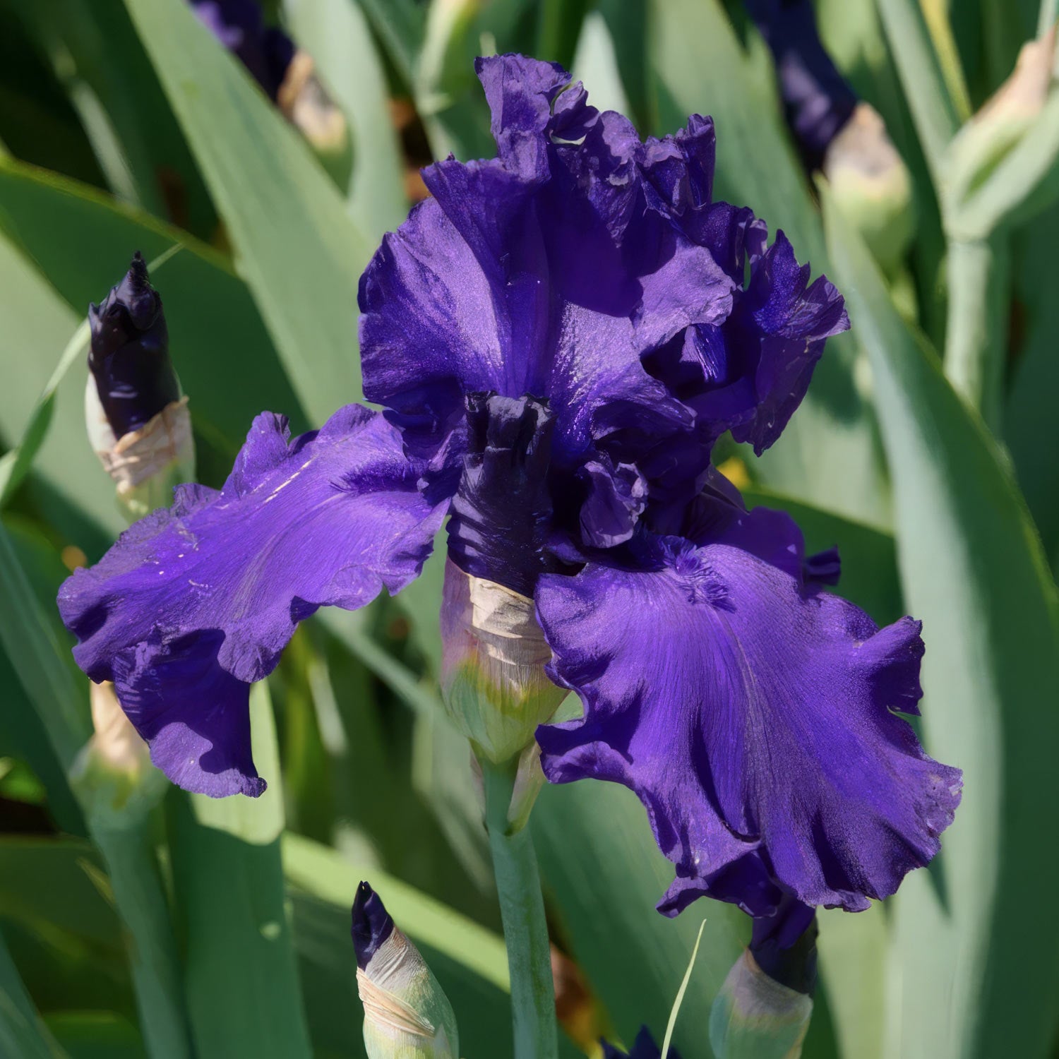 Iris 'Dusky Challenger'