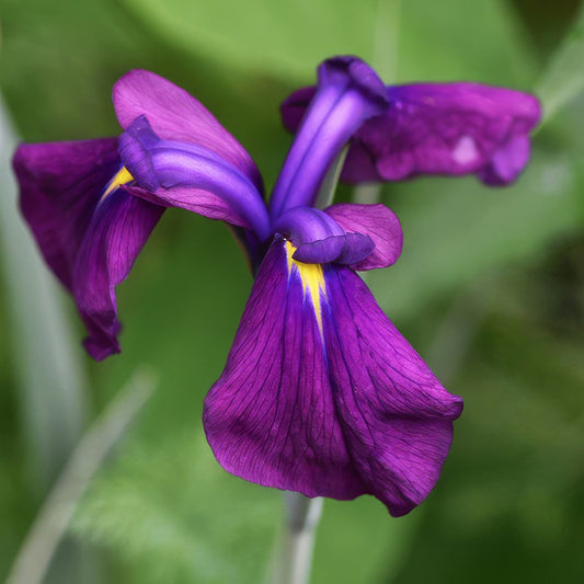 Iris ensata 'Variegata'. Close-up of a purple iris flower with a blurred green background