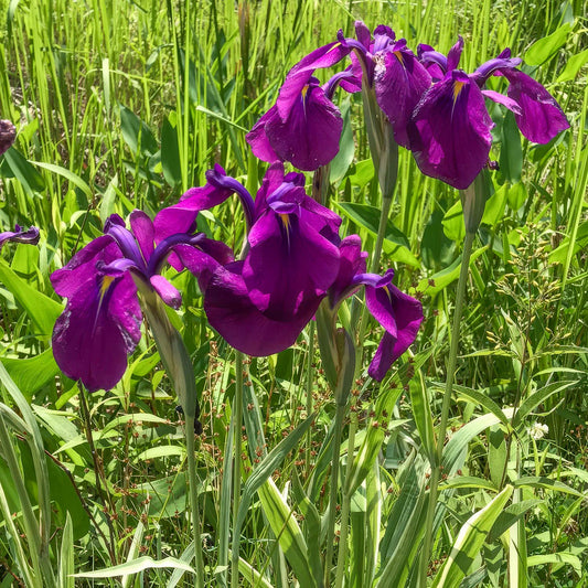 Iris ensata 'Variegata'