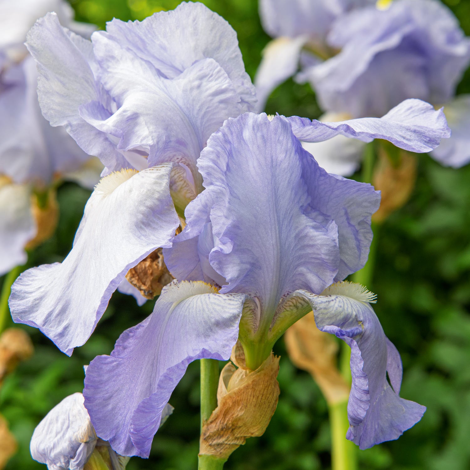 Iris 'Jane Phillips'