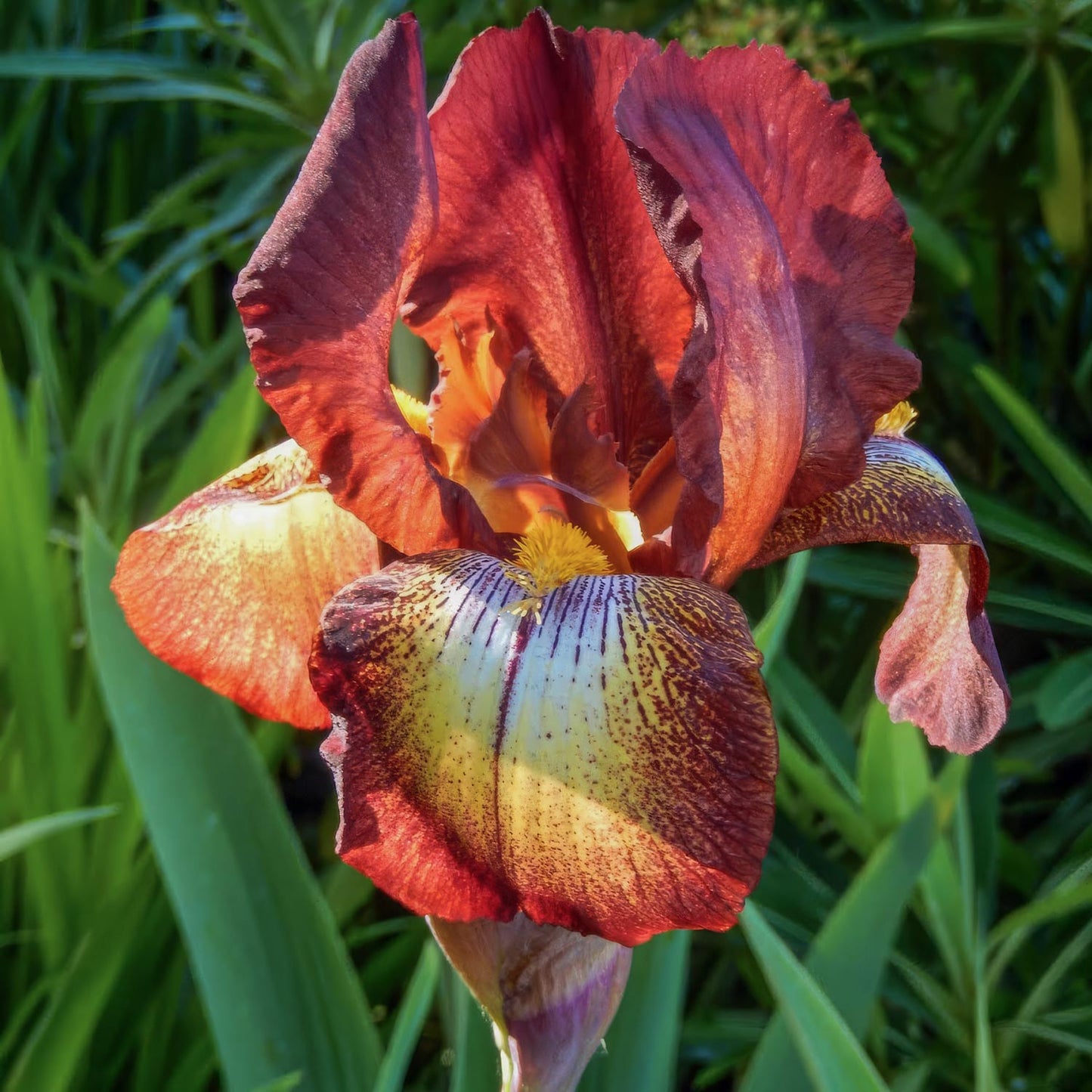 Iris 'Kent Pride'
