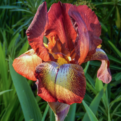 Iris 'Kent Pride'