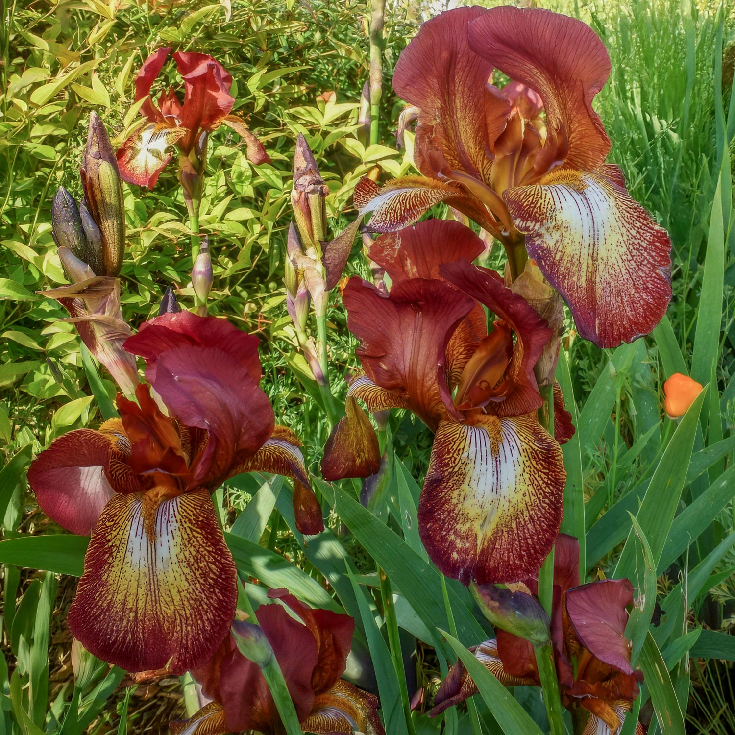Iris 'Kent Pride'