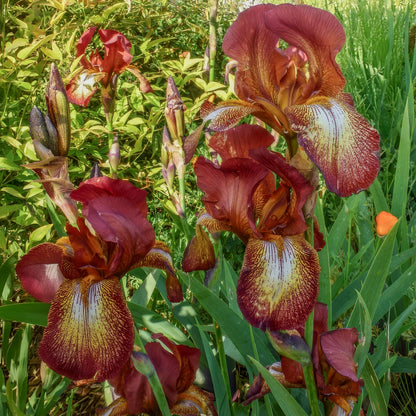 Iris 'Kent Pride'