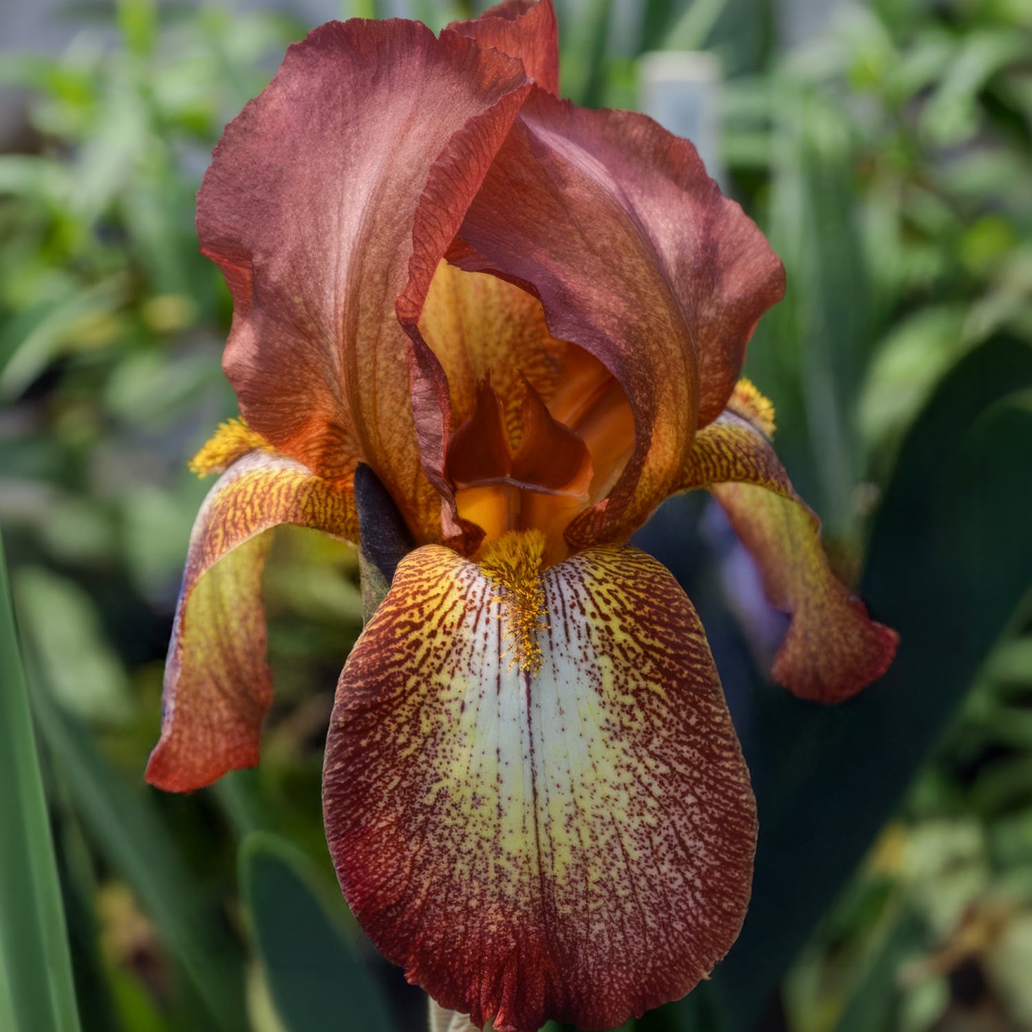 Iris 'Kent Pride'