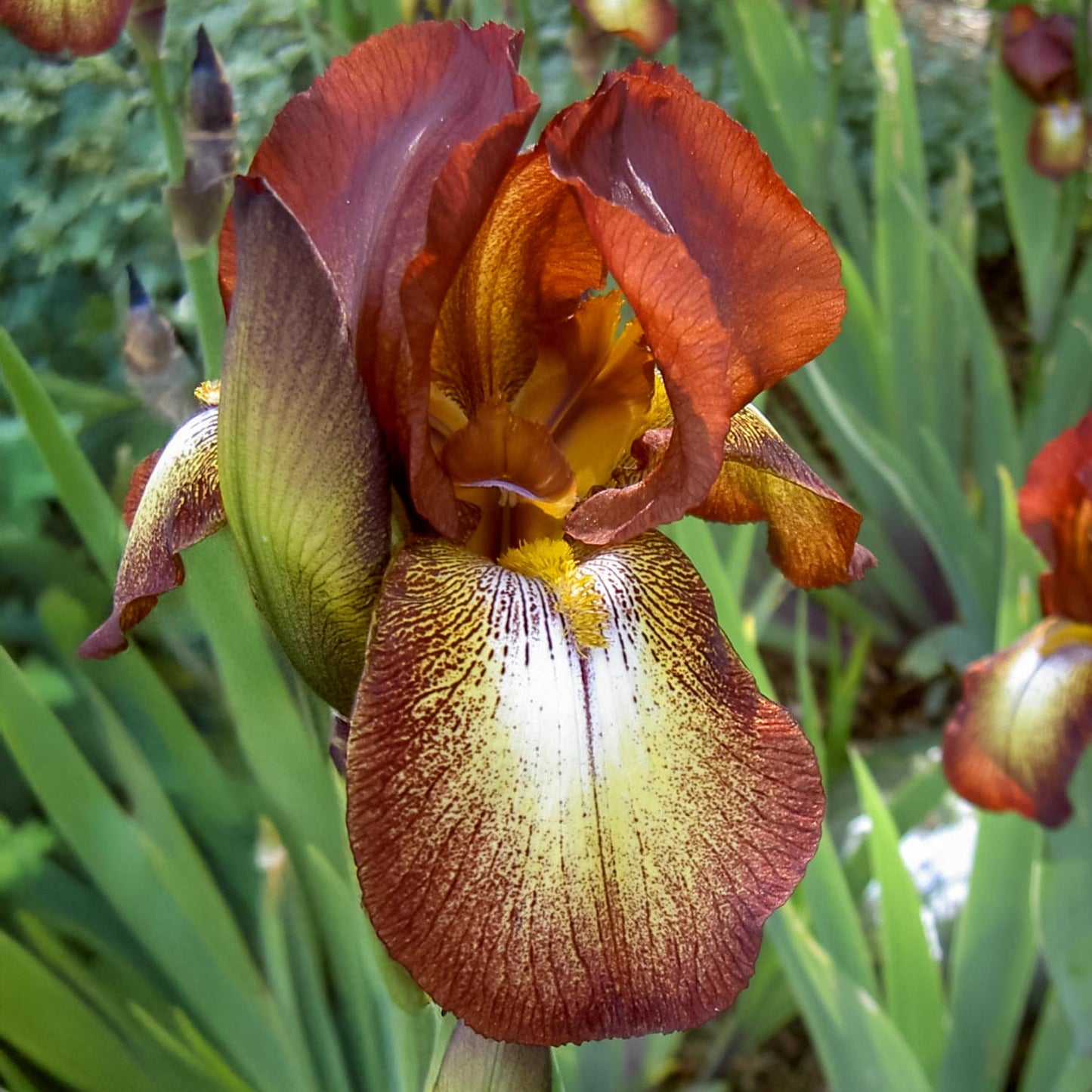 Iris 'Kent Pride'