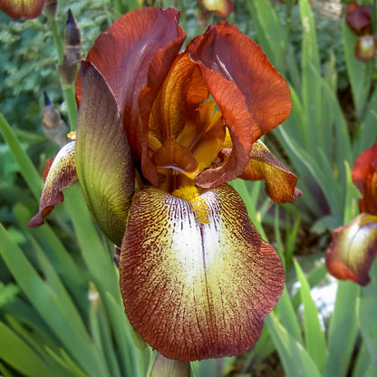 Iris 'Kent Pride'