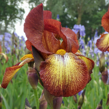 Iris 'Kent Pride'