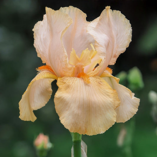 Iris 'Pink Charm'